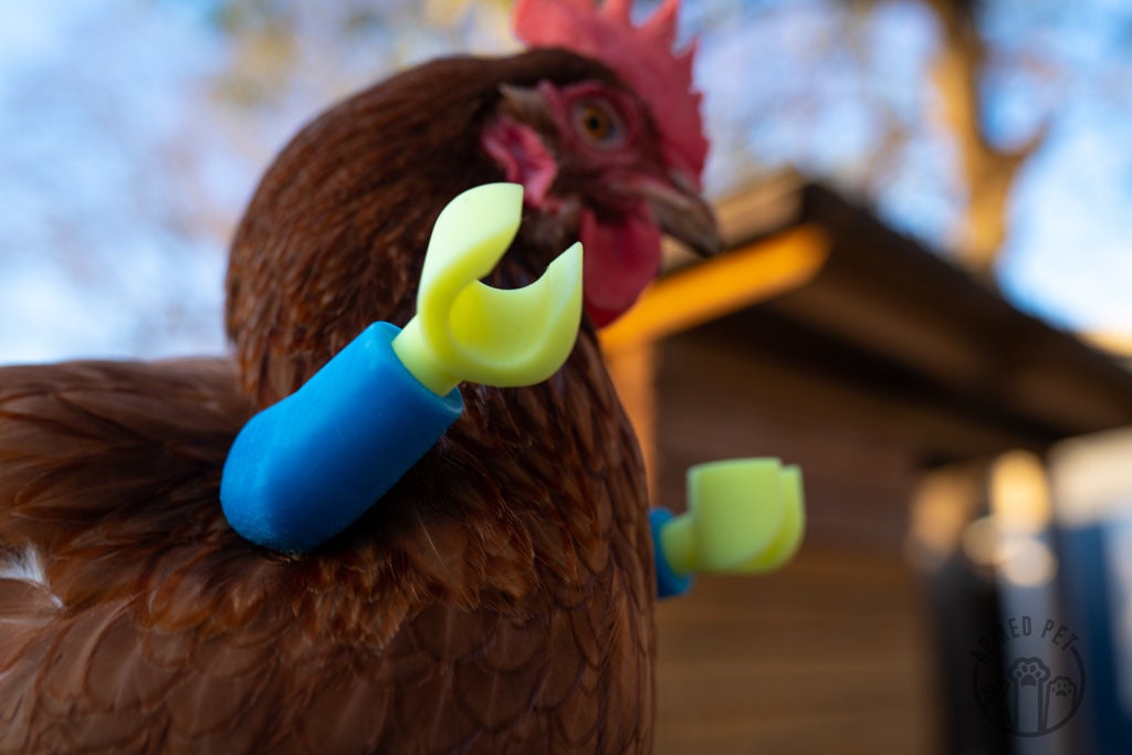 ArmedPet Blue Block Chicken Arms Made in Texas Meme Original Chicken Gift Chicken Arms for Chicken to wear Arms for Birds Novelty Gift