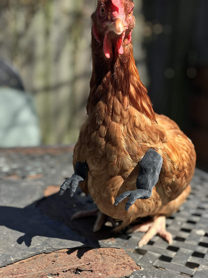ArmedPet T-Rex Trex Black Original Chicken Arms Made in Texas America Put on Chickens to Wear Raptor Dinosaur Claw Chicken Funny Toys Photo