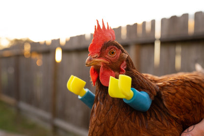 ArmedPet Blue Block Chicken Arms Made in Texas Meme Original Chicken Gift Chicken Arms for Chicken to wear Arms for Birds Novelty Gift