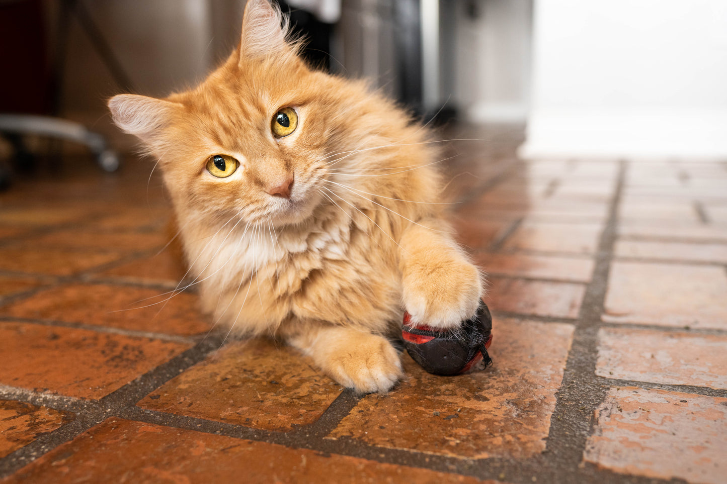 ArmedPet That Catnip Ball (Red) Toy for Cats – Easy Refill, Premium Catnip, 3D Printed, Made in Texas, USA